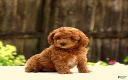 Toy Poodle dogs for sale: Dylan - Image 2