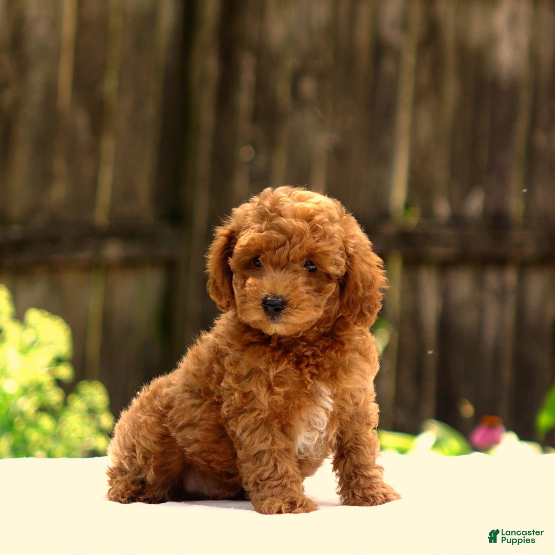 Toy Poodle dogs for sale: Dylan - Image 2