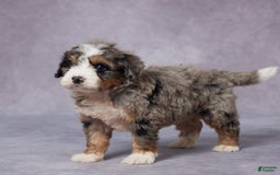 Mini Bernedoodle dogs for sale: Cody - Image 4