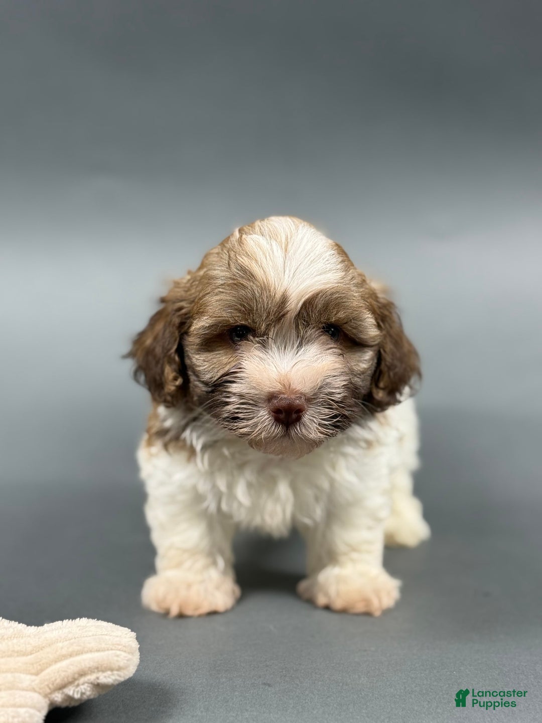 Havanese dogs for sale: OWEN - Image 3
