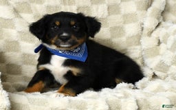 Miniature Australian Shepherd dogs for sale: Baxter - Image 1
