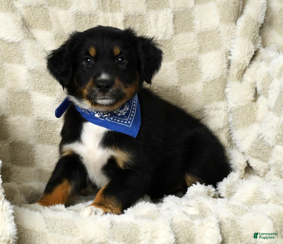 Miniature Australian Shepherd dogs for sale: Baxter - Image 1
