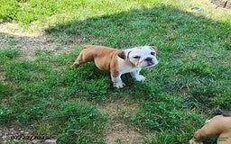 English Bulldog dogs for sale: Rumble - Image 5