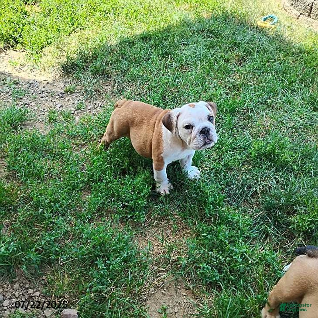 English Bulldog dogs for sale: Rumble - Image 5