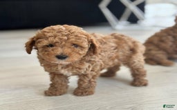 Toy Poodle dogs for sale: Jenny - Image 1