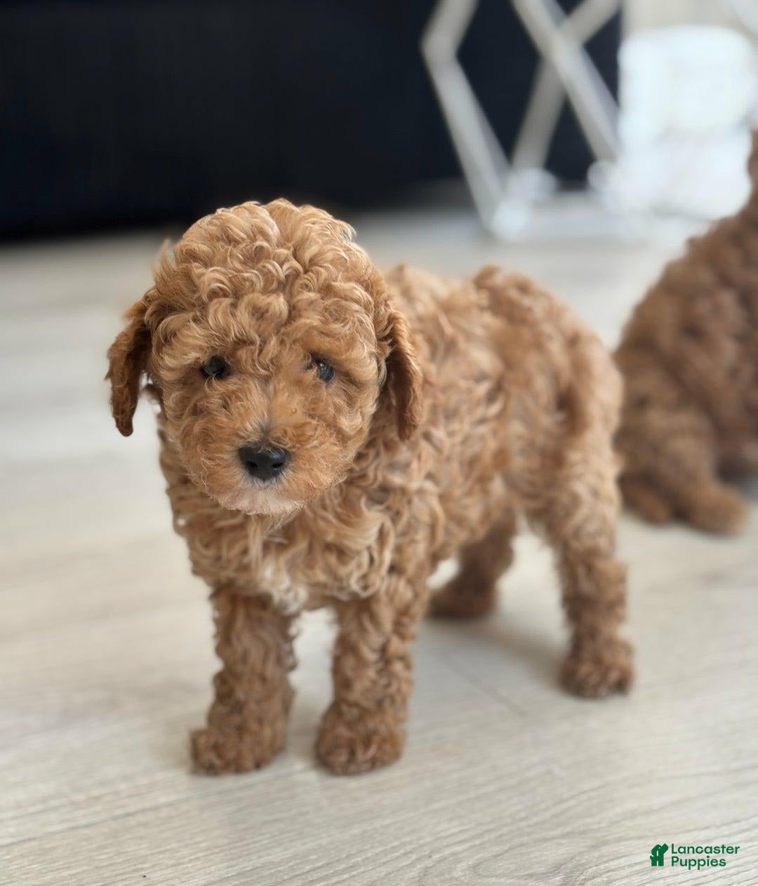 Toy Poodle dogs for sale: Jenny - Image 1