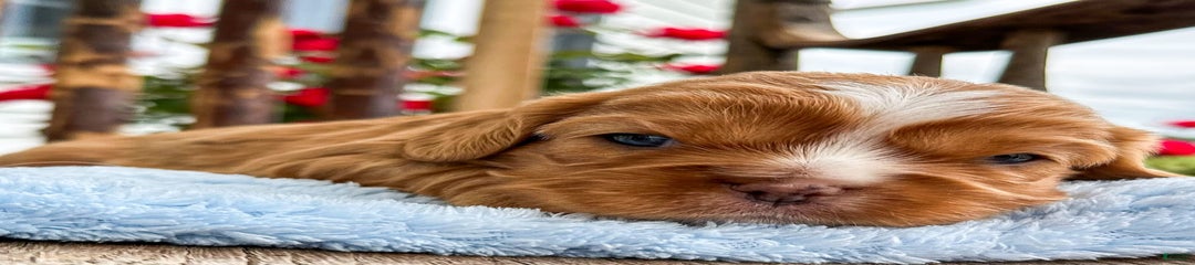 Roscoe