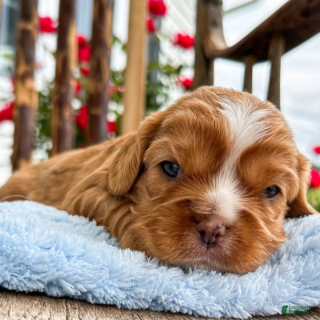 Cavalier King Charles Spaniel dogs for sale: Roscoe - Image 3