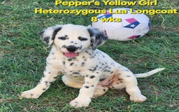 Dalmatian dogs for sale: Peppers Yellow Girl - Image 12