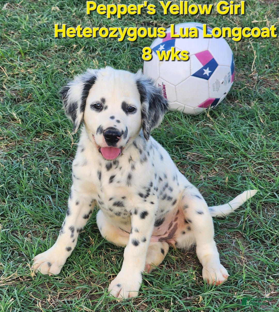 Dalmatian dogs for sale: Peppers Yellow Girl - Image 12