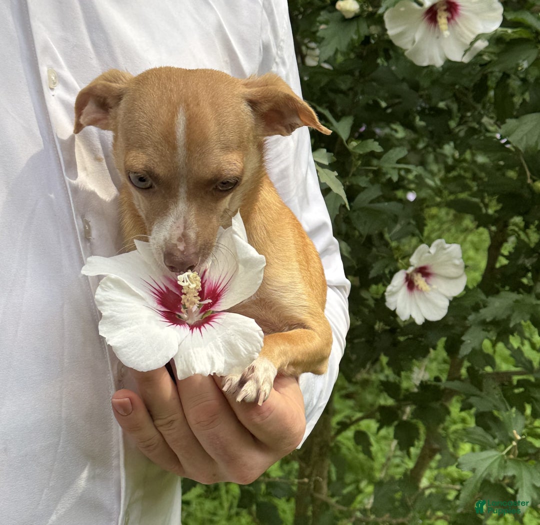 Chihuahua dogs for sale: Olive - Image 8
