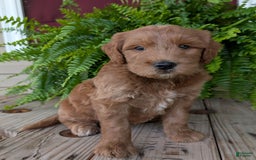 Goldendoodle dogs for sale: Cash - Image 1