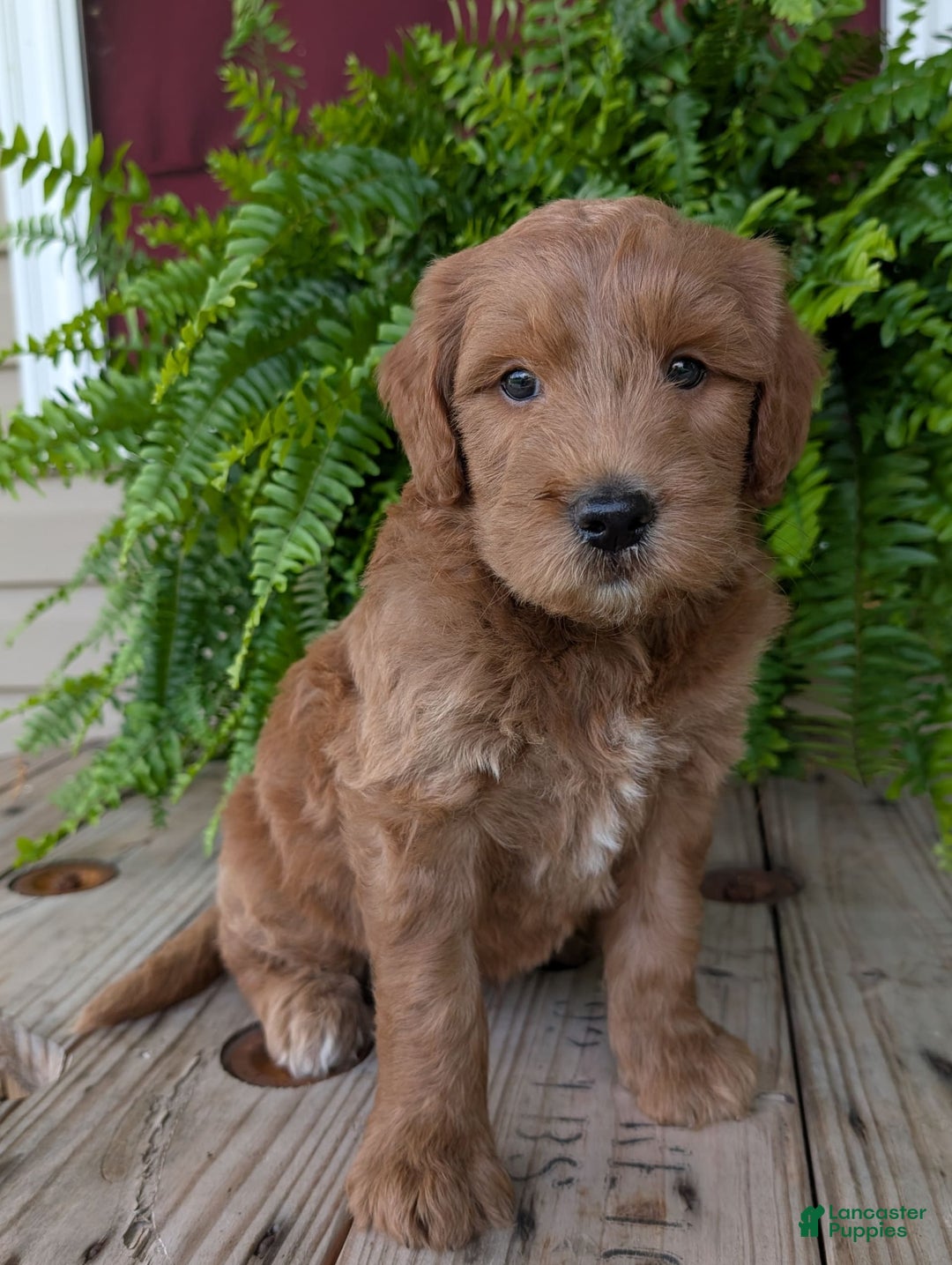 Goldendoodle dogs for sale: Cash - Image 1