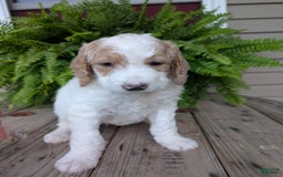 Goldendoodle dogs for sale: Sue - Image 12