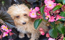 Mini Goldendoodle dogs for sale: Russel - Image 1