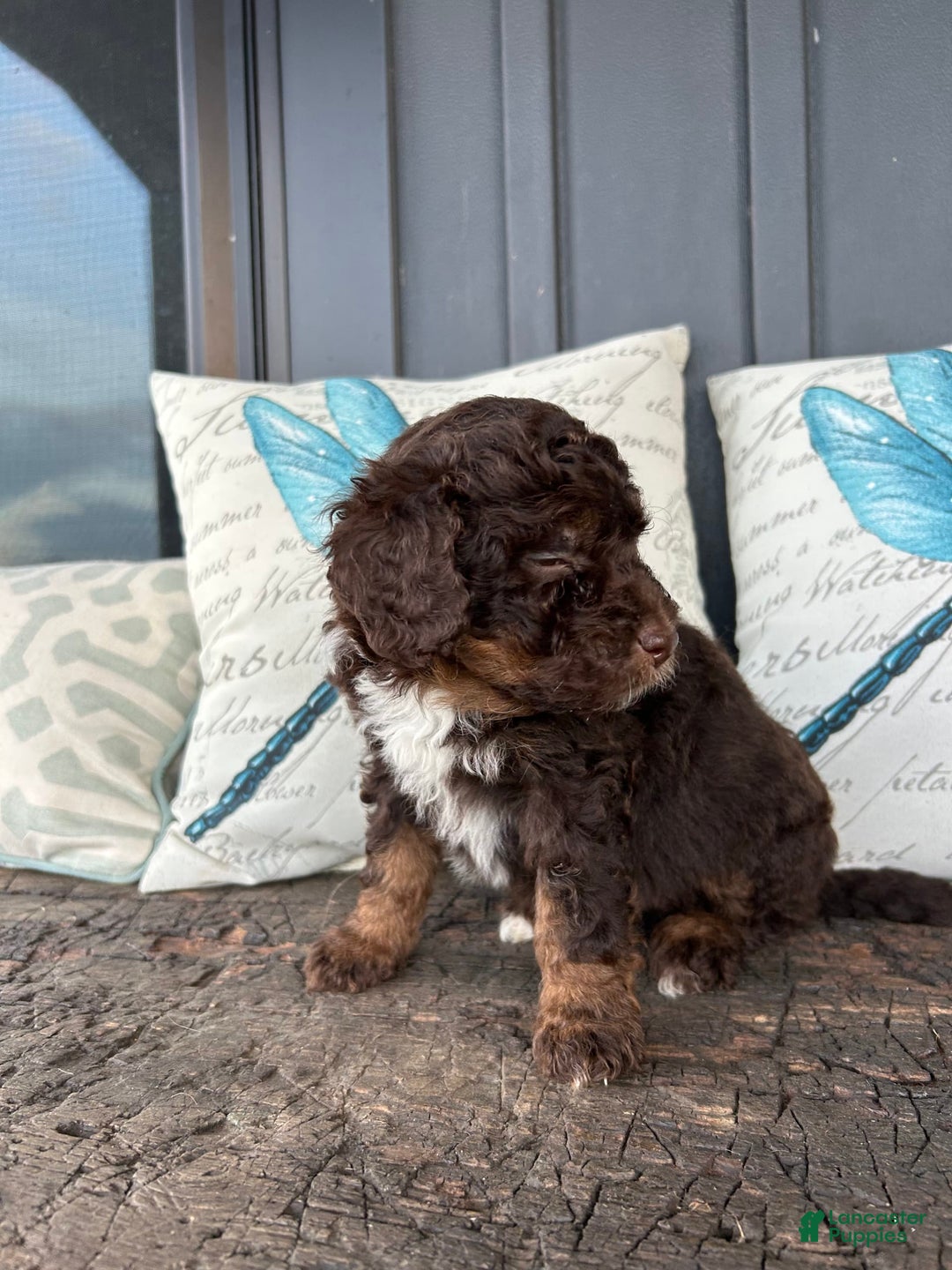 Aussiedoodle dogs for sale: Hazel - Image 2