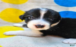 Border Collie dogs for sale: Donnie - Image 7