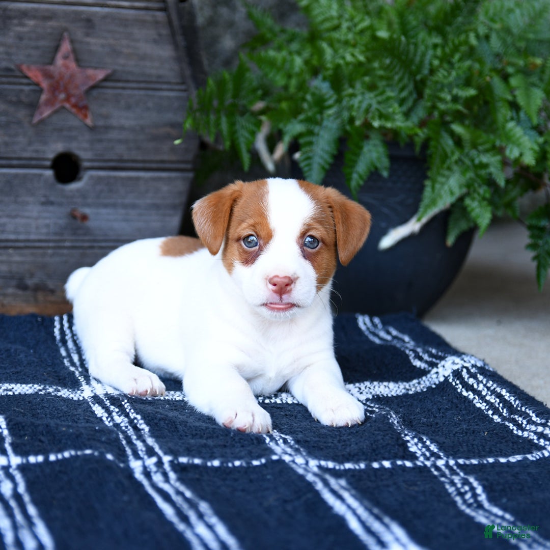 Jack Russell Terrier dogs for sale: Meadow - Image 2