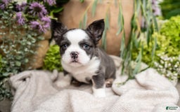 French Bulldog dogs for sale: Ace - Image 2