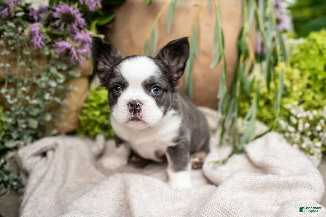 French Bulldog dogs for sale: Ace - Image 2