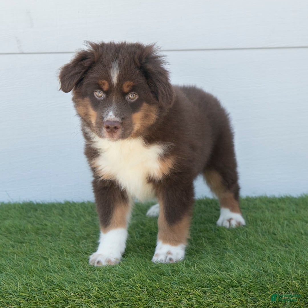 Australian Shepherd dogs for sale: Milo - Image 12
