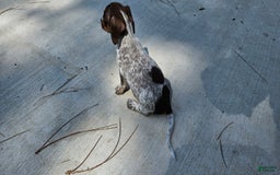 Miniature Dachshund dogs for sale: Ferdinand - Image 2