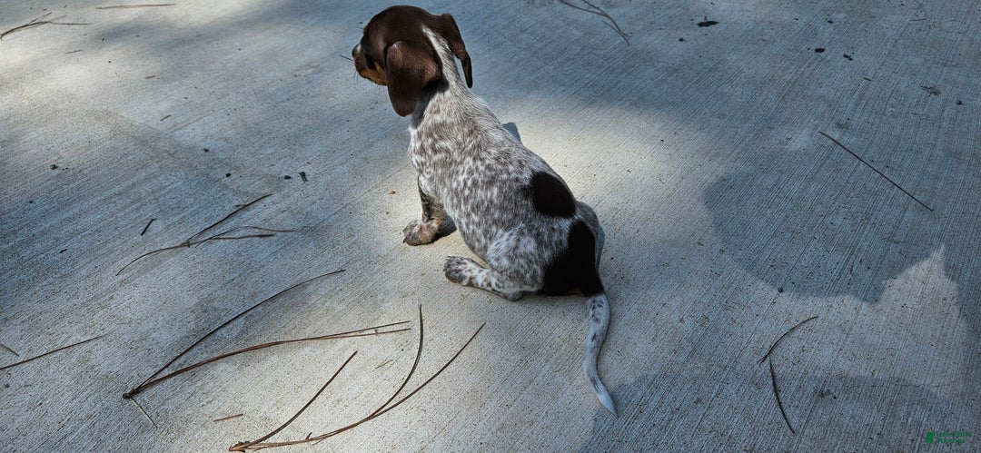 Miniature Dachshund dogs for sale: Ferdinand - Image 2