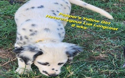 Dalmatian dogs for sale: Peppers Yellow Girl - Image 17