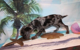 Schnoodle dogs for sale: Galaxy - Image 8
