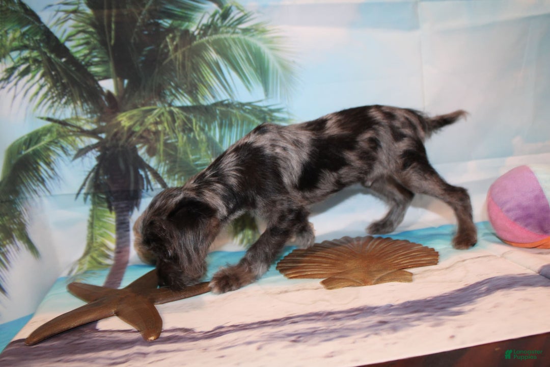 Schnoodle dogs for sale: Galaxy - Image 8