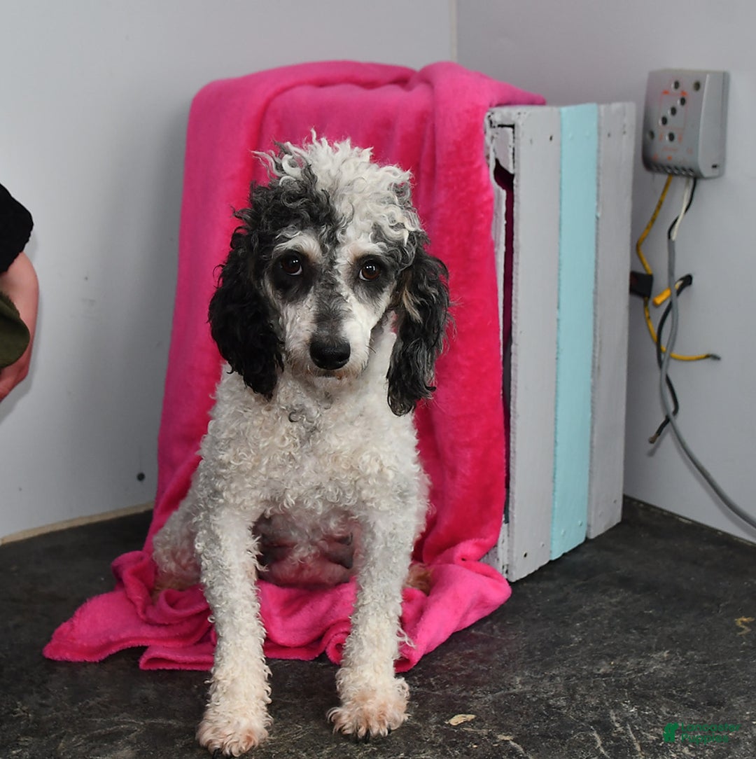 Toy Poodle dogs for sale: Girl - Image 1