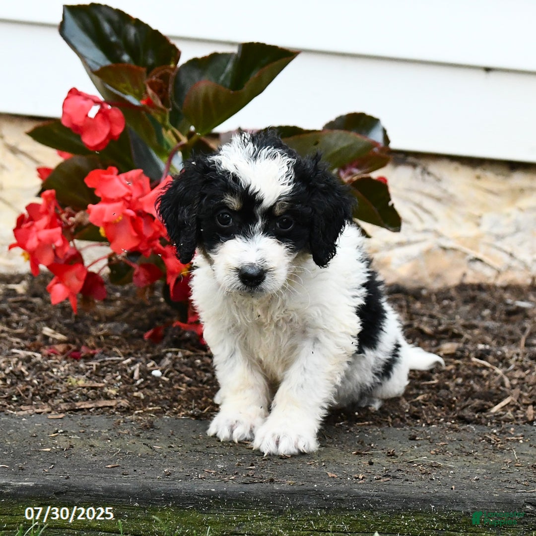 Mini Bernedoodle dogs for sale: Clementine - Image 2