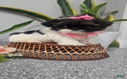 Shih Tzu dogs for sale: Tiny Tiff ❤️ - Image 3