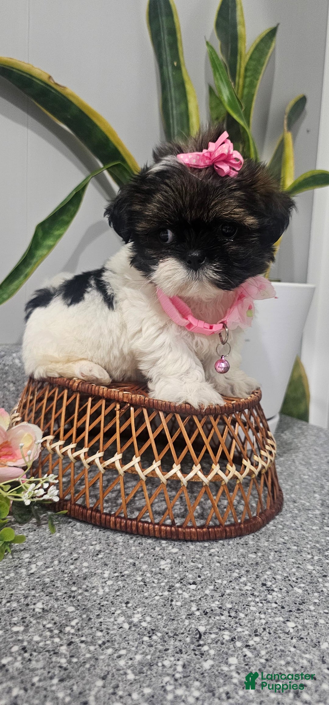 Shih Tzu dogs for sale: Tiny Tiff ❤️ - Image 3