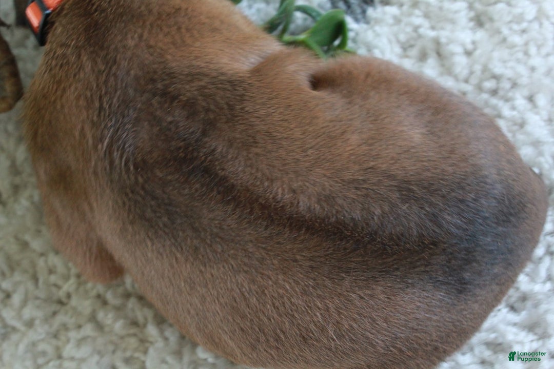 Rhodesian Ridgeback dogs for sale: Gavin - Image 1