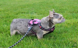French Bulldog dogs for sale: Mia - Image 8