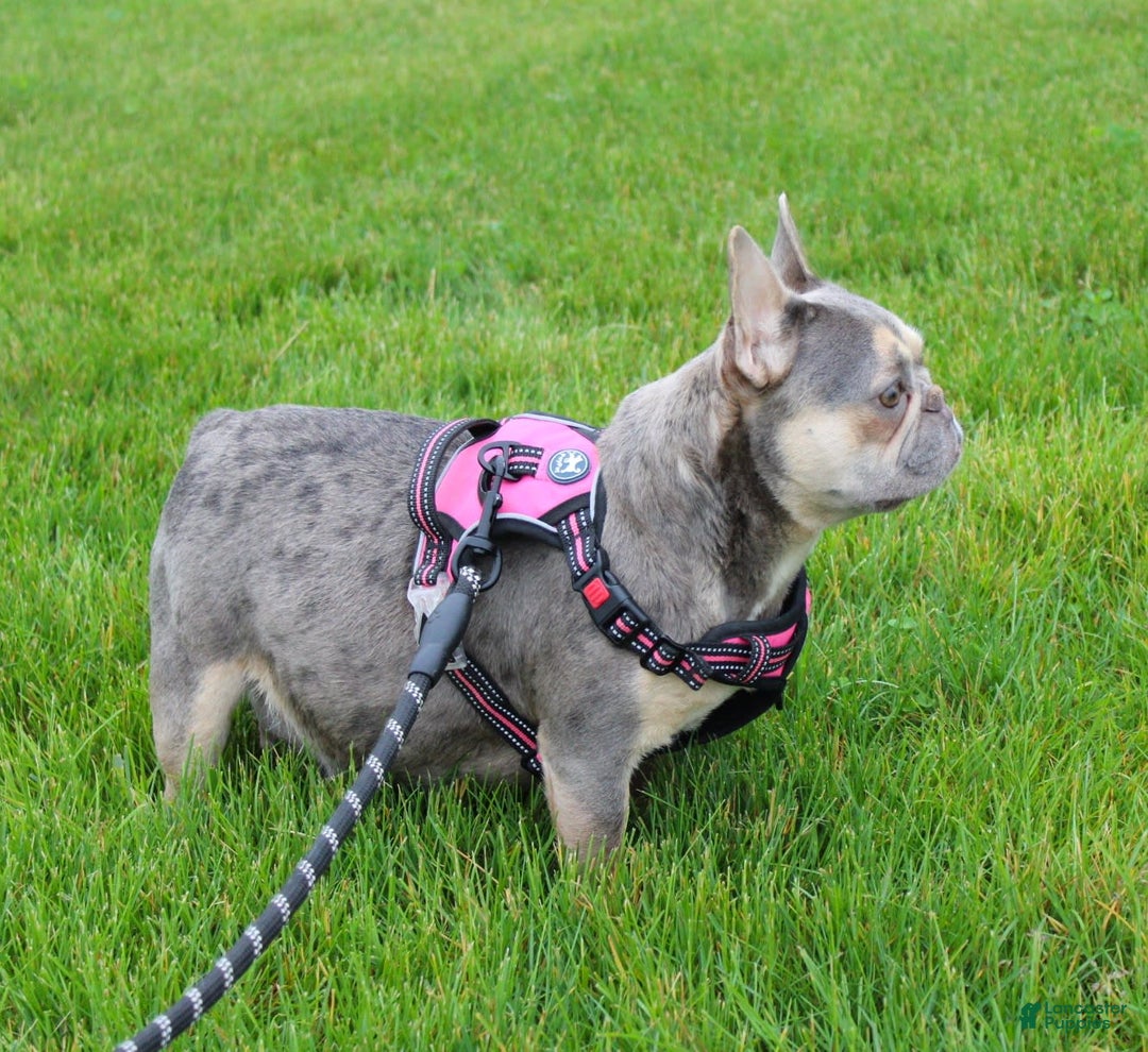 French Bulldog dogs for sale: Mia - Image 8