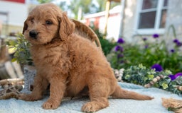Goldendoodle dogs for sale: Tally - Image 1