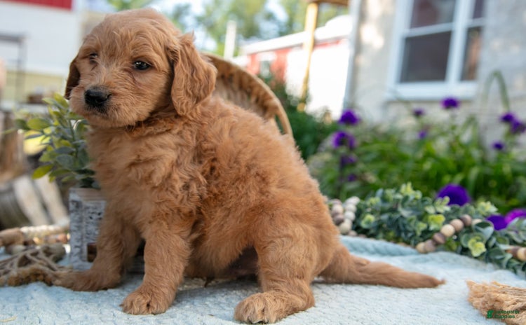 Goldendoodle dogs for sale - Ad 2