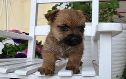 Cairn Terrier dogs for sale: Captain - Image 13