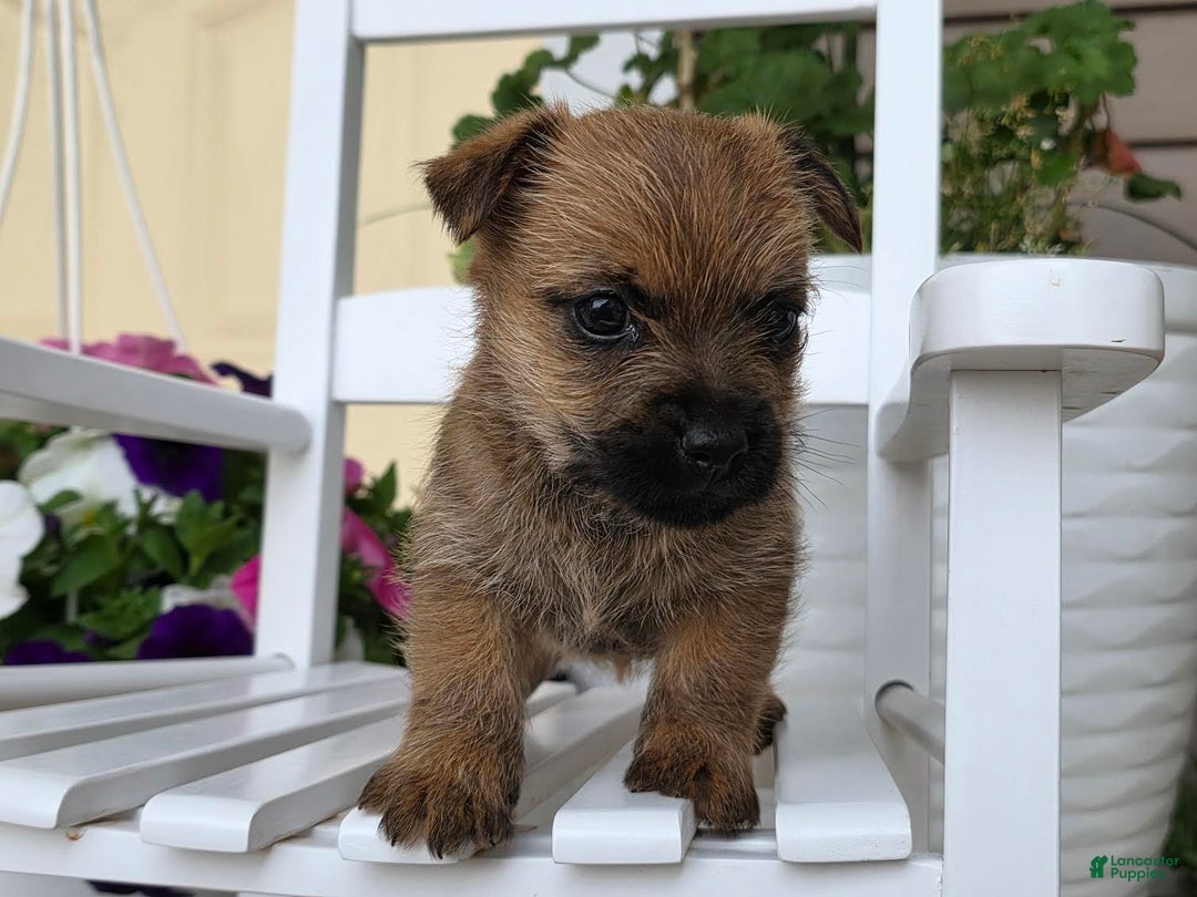 Cairn Terrier dogs for sale: Captain - Image 13