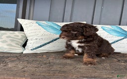 Aussiedoodle dogs for sale: Hazel - Image 1