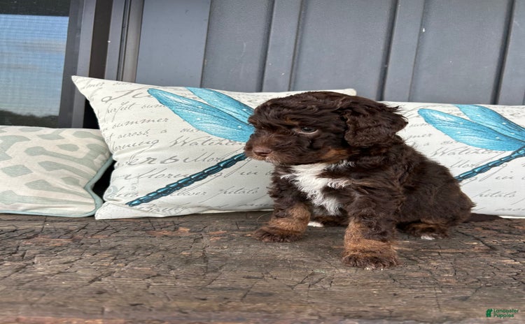 Aussiedoodle dogs for sale - Ad 5