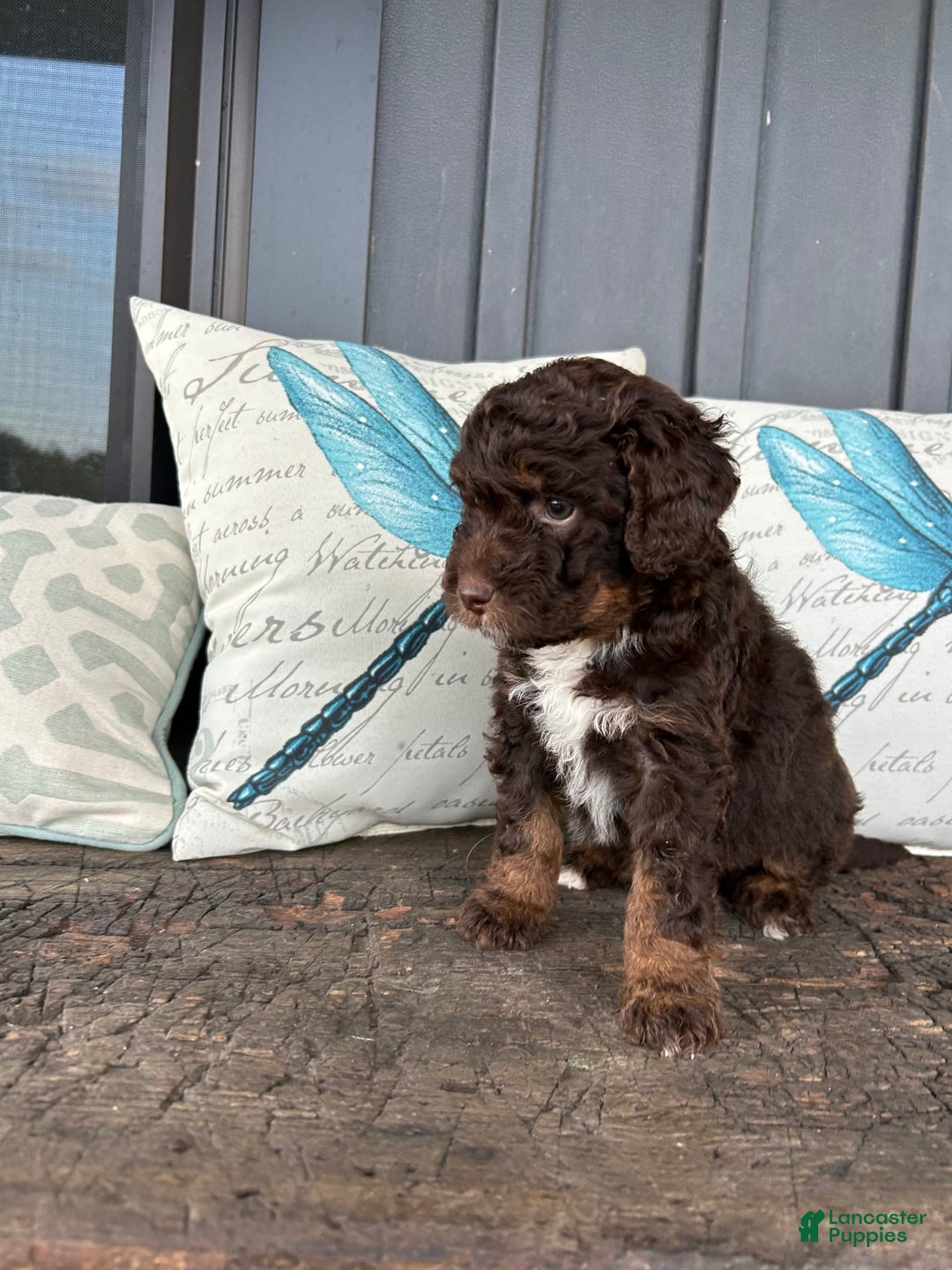 Aussiedoodle dogs for sale: Hazel - Image 1