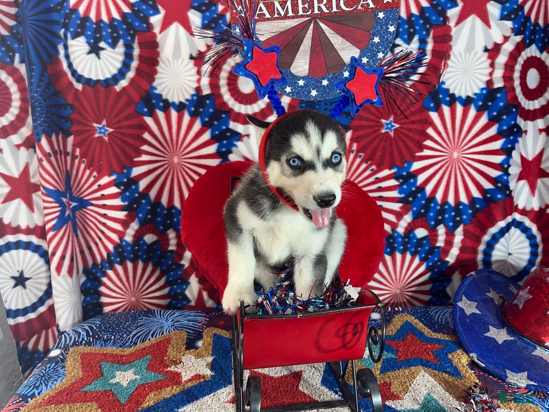 Siberian Husky dogs for sale: rocky - Image 1