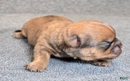 Shorkie dogs for sale: Parker - Image 11