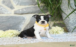 Boston Terrier dogs for sale: Willa - Image 4