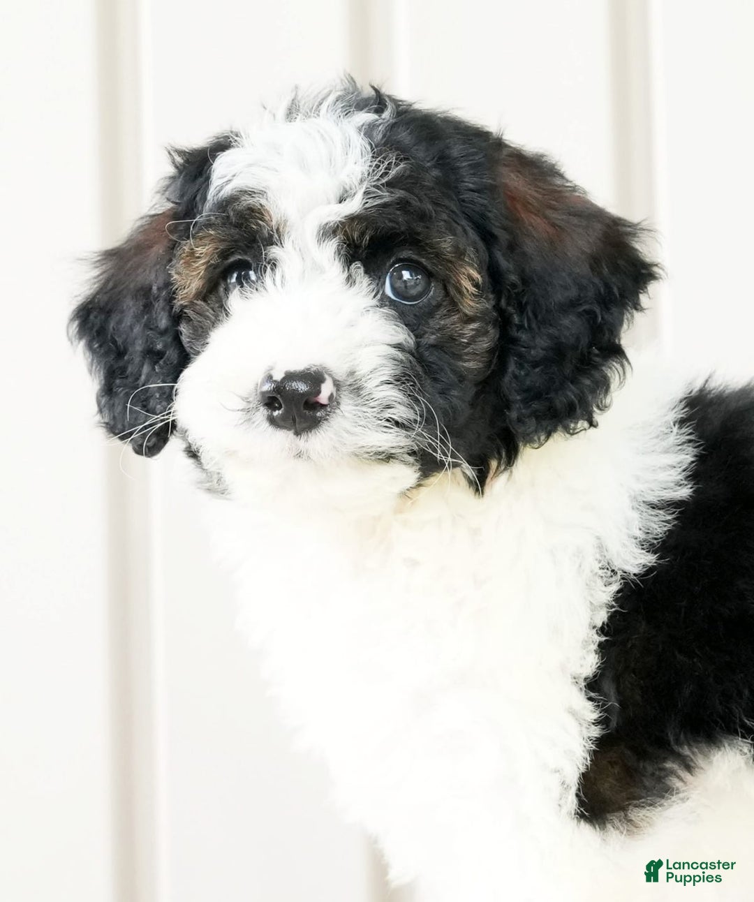 Miniature Poodle dogs for sale: Kolton - Image 5