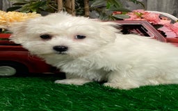 Coton De Tulear dogs for sale: Clyde - Image 5