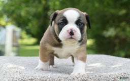 French Bulldog dogs for sale: Bentley mini bulldogge - Image 24